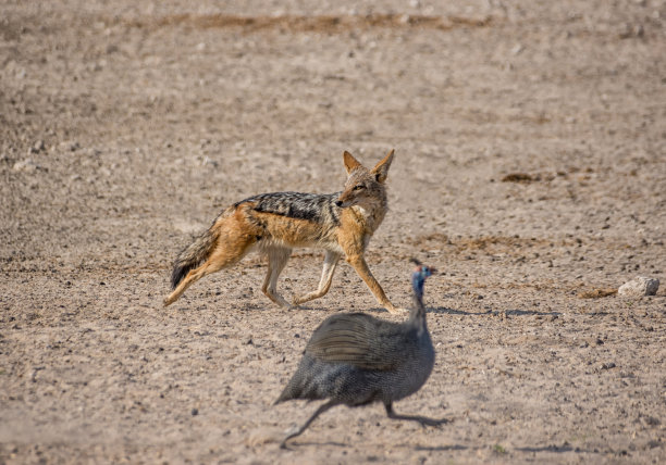 jackal