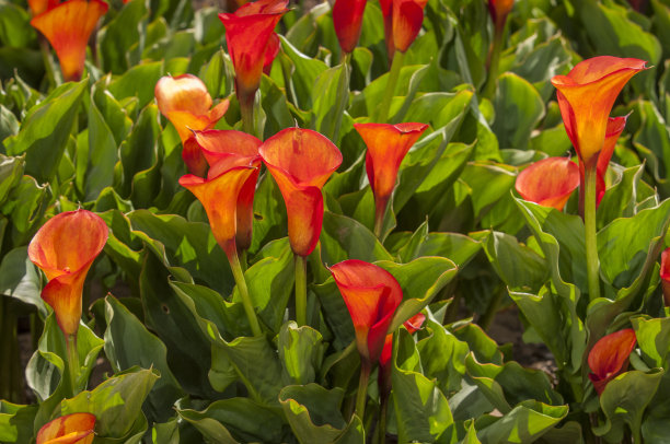 zantedeschia