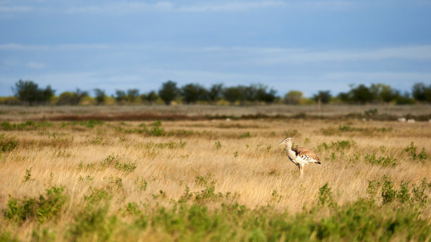 savannah