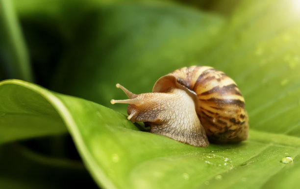 菜园蜗牛