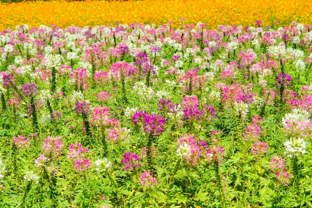 cleome
