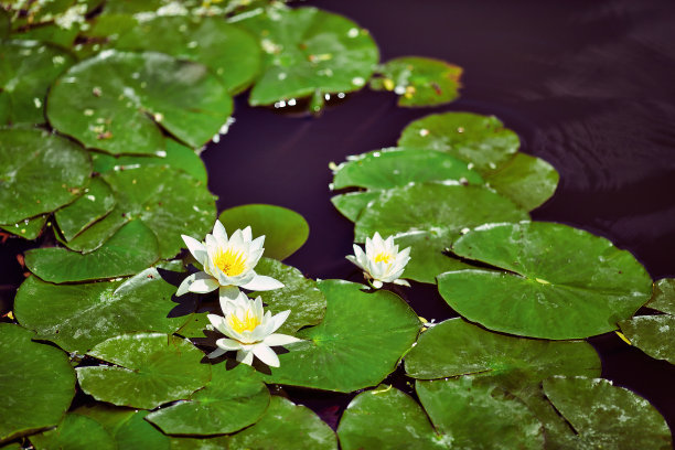 duckweed