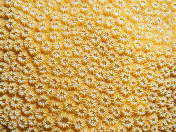corals