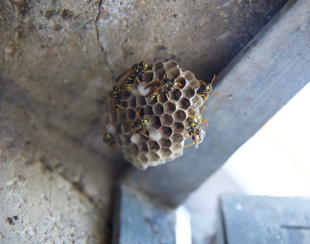 蜜蜂巢