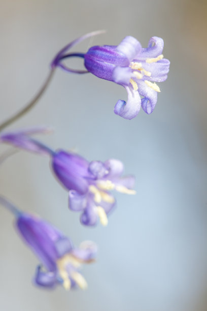hyacinthoides