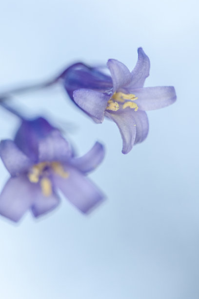 hyacinthoides