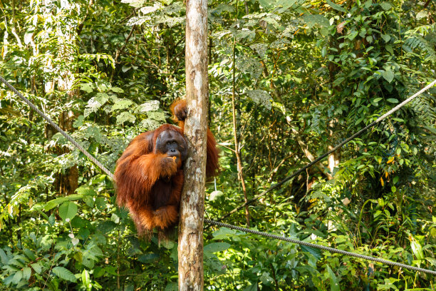 sabah