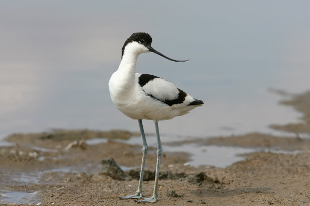 avocet