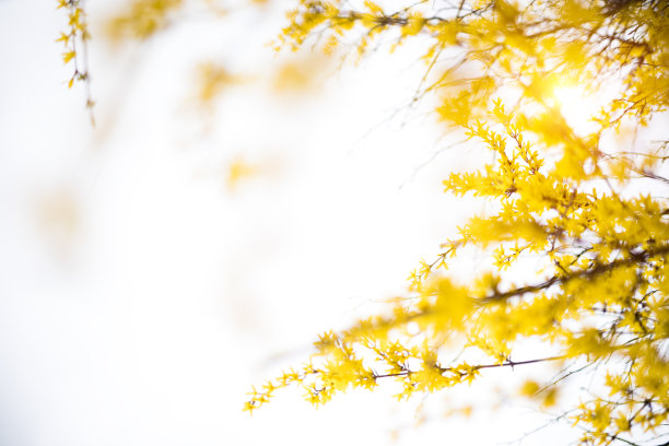 forsythia