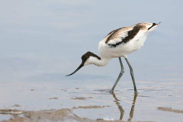 avocet