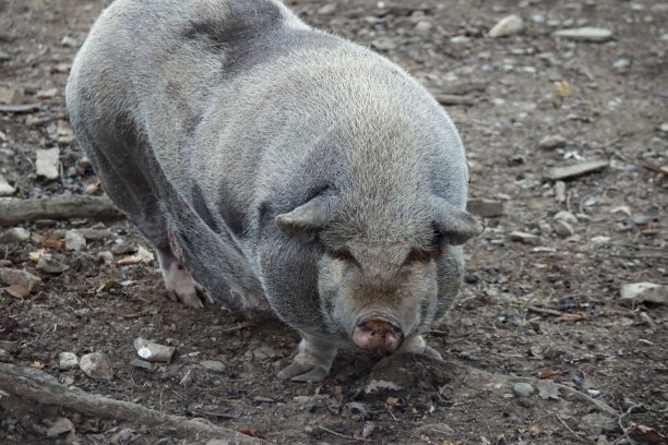 pig