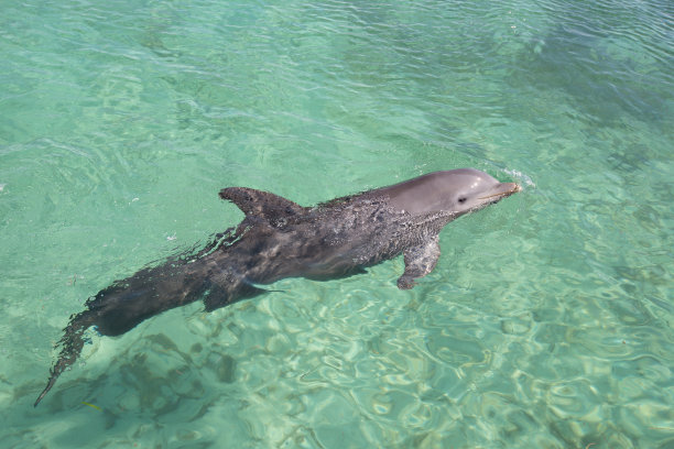 水里的海豚