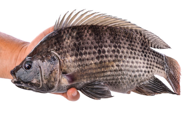 tilapia