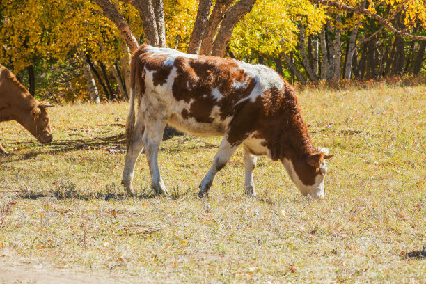内蒙古黄牛