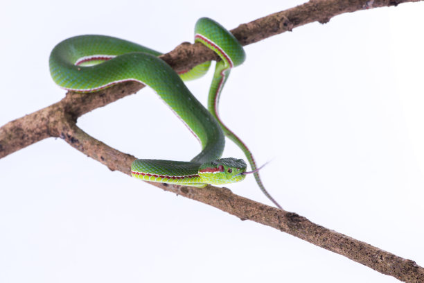 atheris