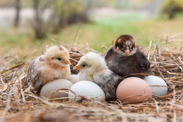 chick