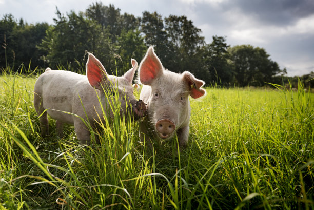 pig