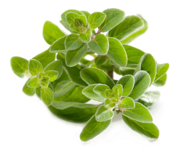 oregano