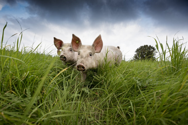 pig