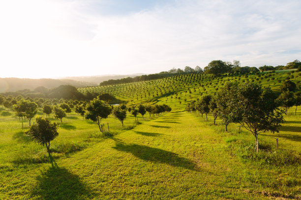 orchard