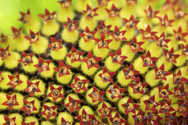 葵花种植