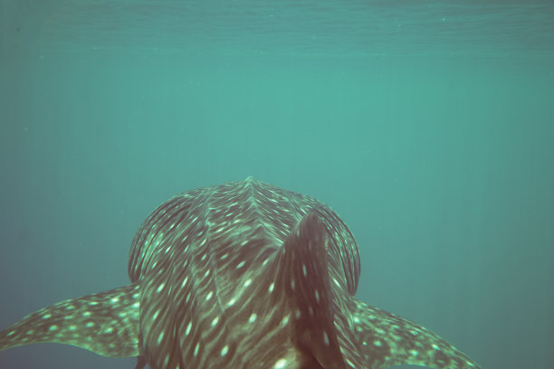 海鲨皮