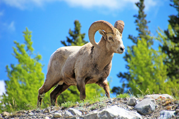 sheep