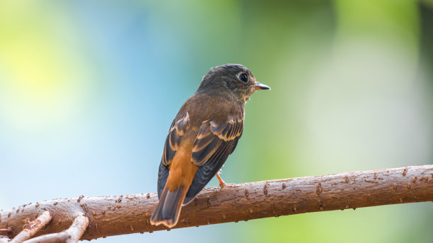 robin-chat