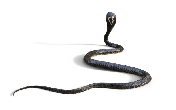 cobra