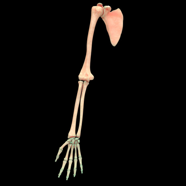 skeleton