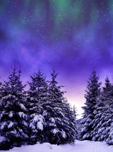 spruce