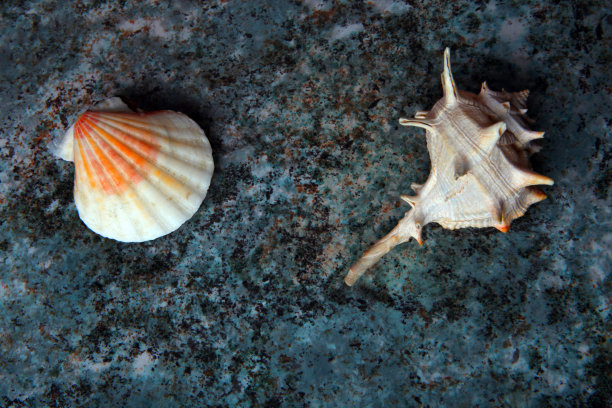 mollusk