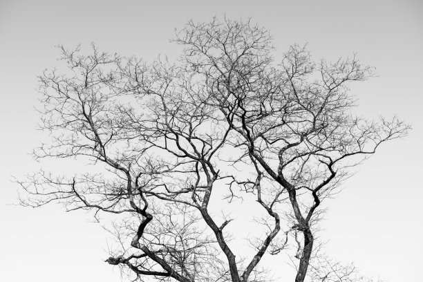 枯树艺术摄影