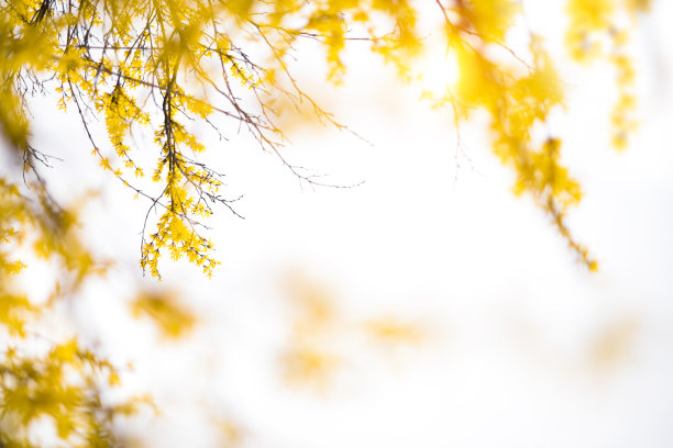 forsythia