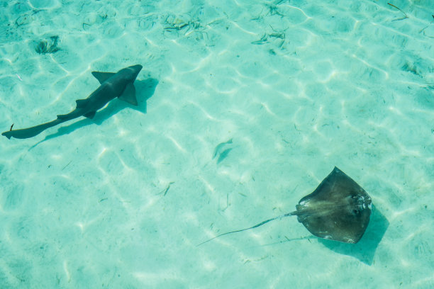 stingray