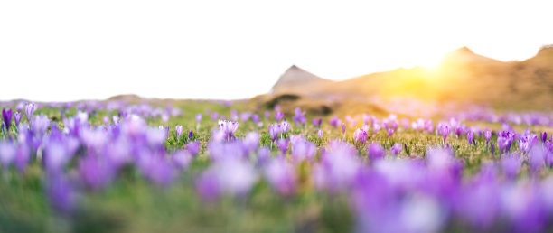 saffron