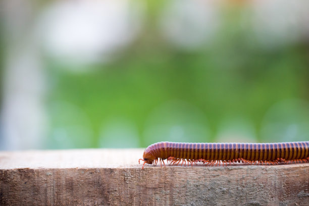 millipede