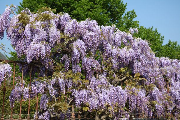 金链花