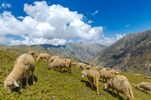 喜马拉雅山羊