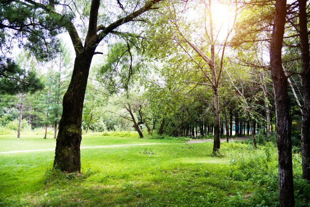 woods