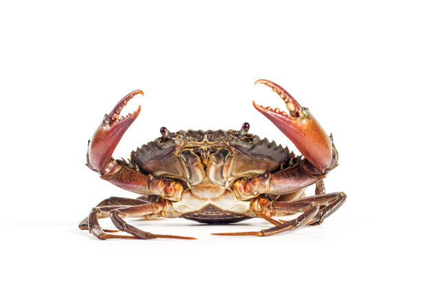 pincer