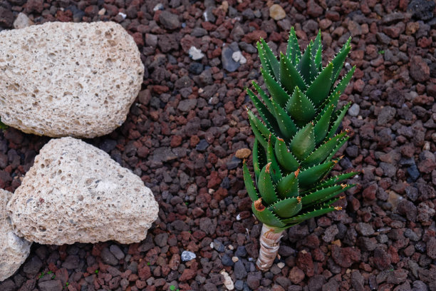 沙漠植物