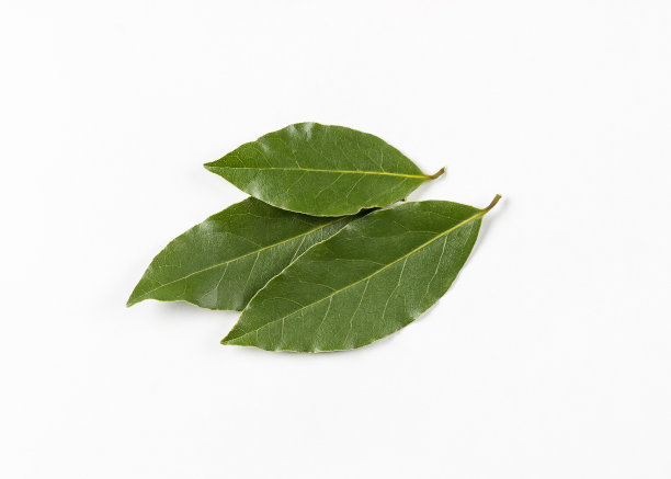laurel