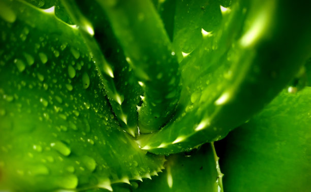 aloe