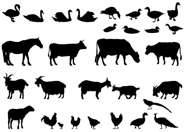 sheep