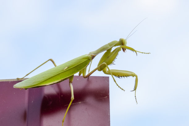 arthropod