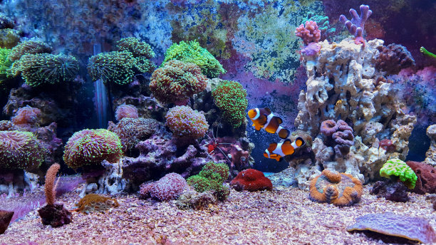 aquarium