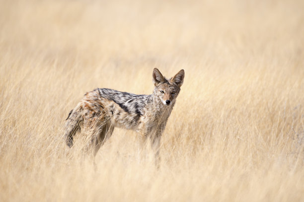 jackal