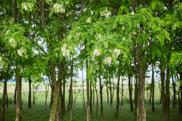 枝头洋槐花