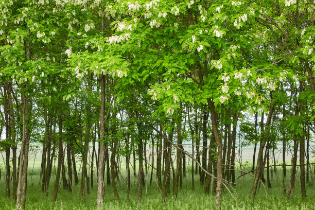 枝头洋槐花